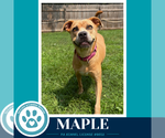 Small #4 Bulldog Mix