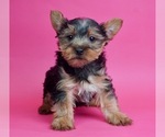 Small Photo #2 Yorkshire Terrier Puppy For Sale in WARSAW, IN, USA