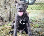 Small Cane Corso