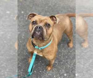 American Bulldog-Unknown Mix Dogs for adoption in Derwood, MD, USA