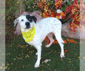 Mutt Dogs for adoption in Oklahoma City, OK, USA