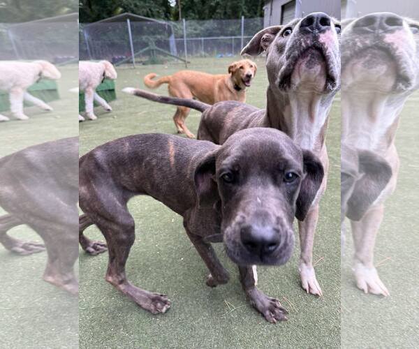 Medium Photo #8 Great Dane-Unknown Mix Puppy For Sale in Huntersville, NC, USA