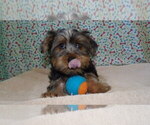 Puppy Sammie Yorkshire Terrier