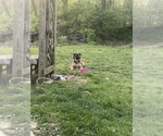 Small #3 German Shepherd Dog Mix