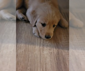 Golden Retriever Puppy for sale in ROCKDALE, TX, USA