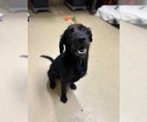 Medium Mutt