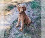 Small Photo #7 Poodle (Standard) Puppy For Sale in WAGENER, SC, USA