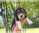 Puppy Elsa Beagle