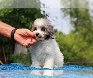Poodle (Toy) Puppy for sale in DYERSBURG, TN, USA