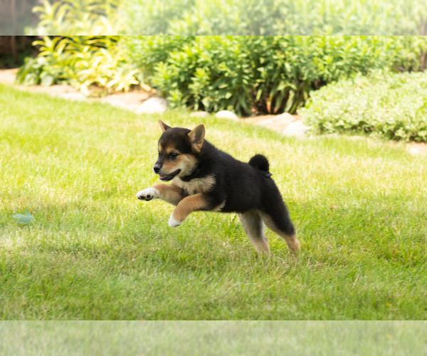 Medium Photo #5 Shiba Inu Puppy For Sale in MILLERSBURG, IN, USA