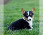 Small #3 Pembroke Welsh Corgi
