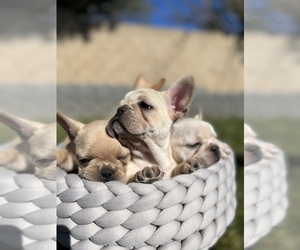 French Bulldog Puppy for sale in EASTVALE, CA, USA