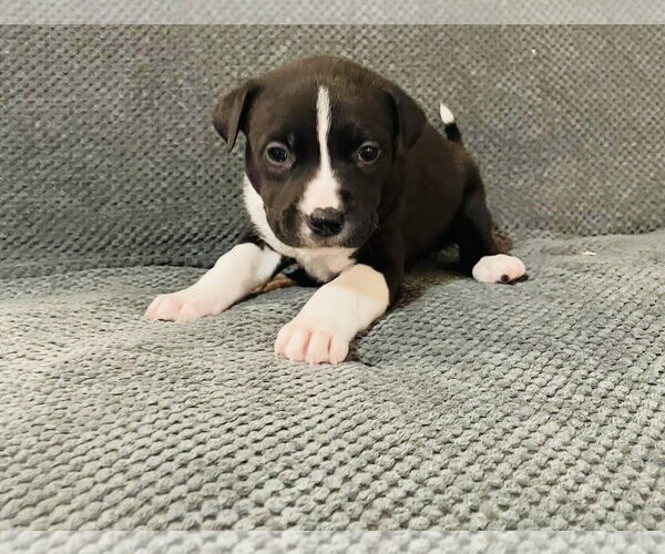 Medium Photo #3 Labrador Retriever-Unknown Mix Puppy For Sale in Princeton, MN, USA