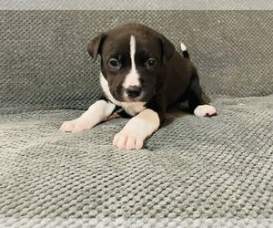 Levi - Male Labrador Retriever-Unknown Mix Dog for Adoption - Photo #3