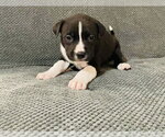 Small Photo #3 Labrador Retriever-Unknown Mix Puppy For Sale in Princeton, MN, USA