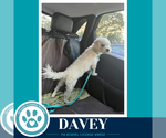 Small Photo #2 Maltipoo (Miniature) Puppy For Sale in Kimberton, PA, USA