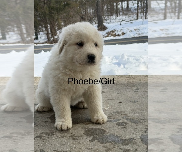 Medium Photo #6 Great Pyrenees Puppy For Sale in ABBOTTSTOWN, PA, USA