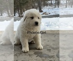 Puppy Phoebe Great Pyrenees