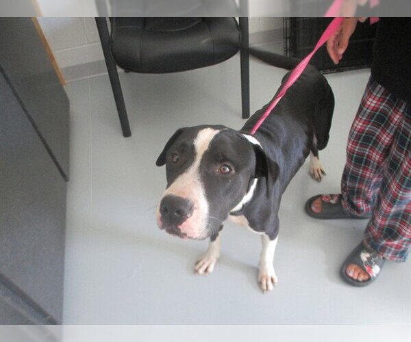 Medium Photo #1 American Pit Bull Terrier Puppy For Sale in Ocala, FL, USA