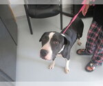 Small American Pit Bull Terrier