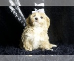 Small Photo #17 Maltipoo Puppy For Sale in WARSAW, IN, USA