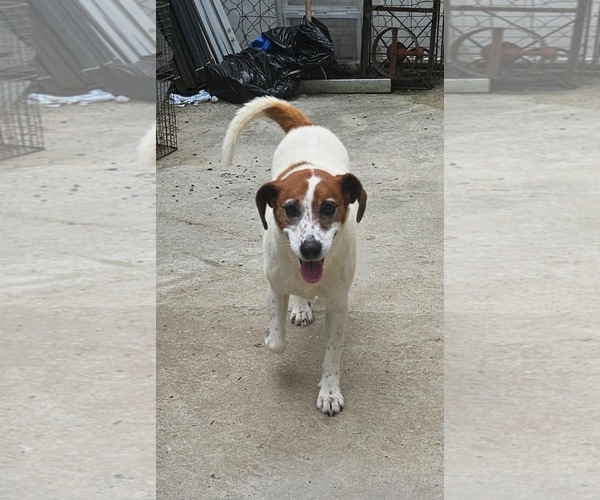 Medium Photo #2 Mutt Puppy For Sale in Tracy City, TN, USA