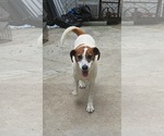 Small #1 Mutt