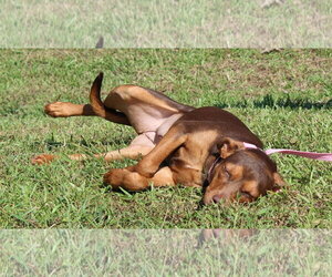 Bashful 44374 - Female Doberman Pinscher-Unknown Mix Dog for Adoption - Photo #3