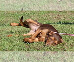 Small Photo #3 Doberman Pinscher-Unknown Mix Puppy For Sale in Prattville, AL, USA