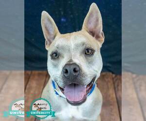 Bulldog-Unknown Mix Dogs for adoption in Kennesaw, GA, USA