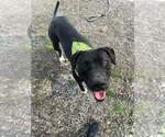 Small #8 Mutt