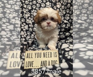 Zuchon Puppy for sale in CLARE, IL, USA