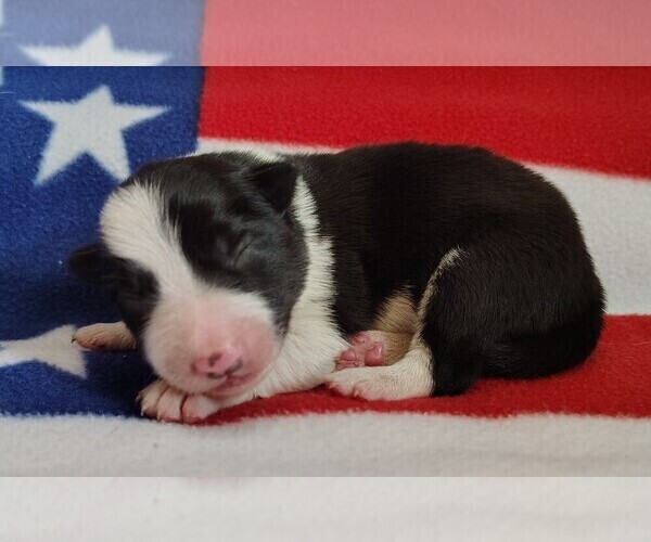 Medium Photo #44 Border Collie Puppy For Sale in NORBORNE, MO, USA