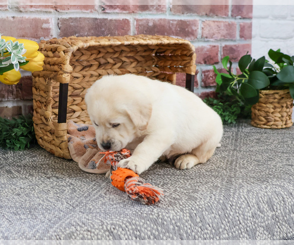 Medium Photo #23 Labrador Retriever Puppy For Sale in SYRACUSE, IN, USA