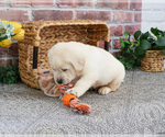 Small #22 Labrador Retriever