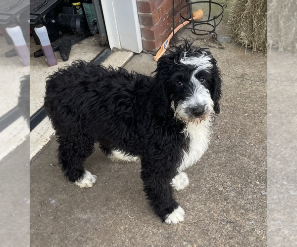 Full screen Photo #2 Bernedoodle Puppy For Sale in CLANTON, AL, USA
