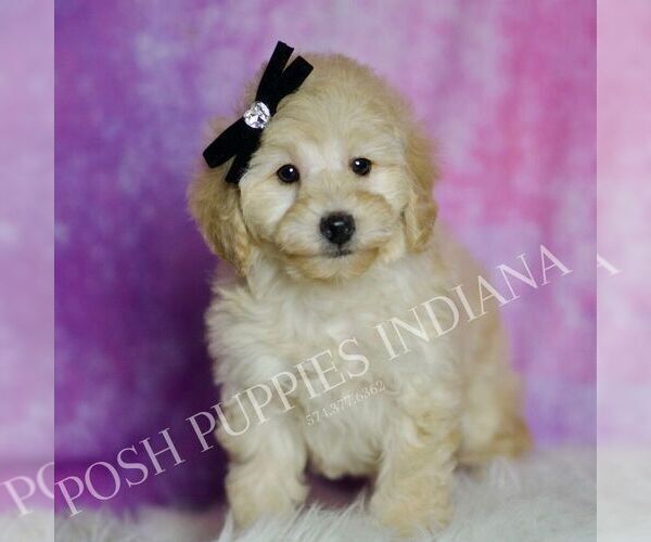 Medium Photo #60 Poodle (Miniature) Puppy For Sale in WARSAW, IN, USA