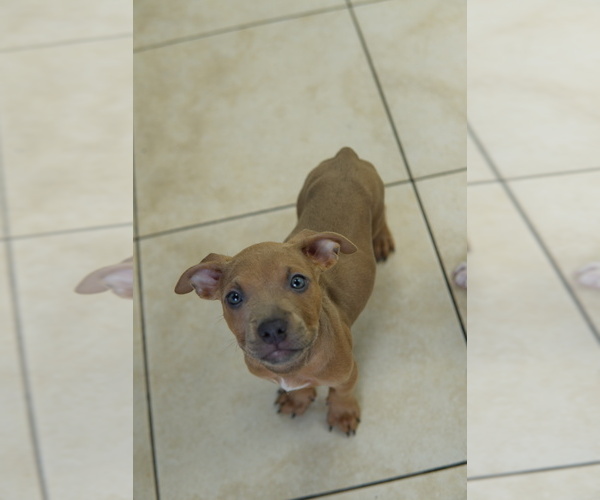 Medium Photo #3 American Bully-Bullboxer Pit Mix Puppy For Sale in CLIFTON, NJ, USA