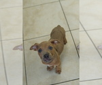 Small #2 American Bully-Bullboxer Pit Mix