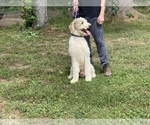 Small Photo #2 Poodle (Standard) Puppy For Sale in NEOLA, WV, USA
