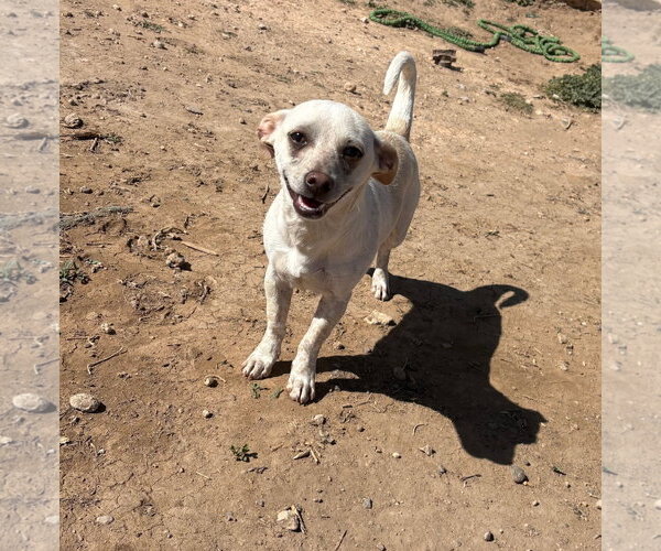 Medium Photo #2 Chiweenie Puppy For Sale in Amarillo, TX, USA