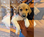 Small #1 Great Pyrenees Mix