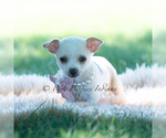 Small #2 Chihuahua