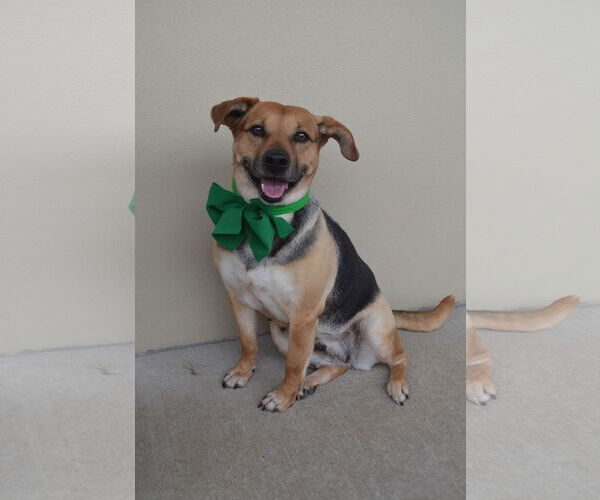 Medium Photo #1 Beagle-Unknown Mix Puppy For Sale in McKinney, TX, USA