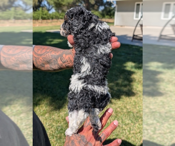 Medium Photo #4 Bernedoodle-Cavapoo (Miniature) Mix Puppy For Sale in SACRAMENTO, CA, USA
