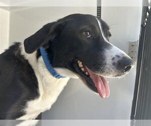 Labrador Retriever-Unknown Mix Dogs for adoption in Houston, TX, USA