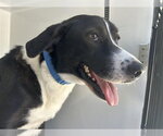 A663366 - Female Labrador Retriever-Unknown Mix Dog for Adoption - Small photo