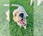 Small #7 Labradoodle