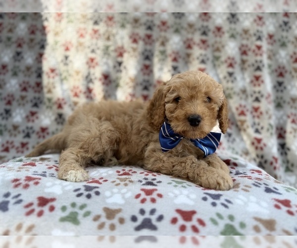 Medium Photo #9 Cavapoo (Miniature) Puppy For Sale in LAKELAND, FL, USA