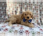 Small #8 Cavapoo (Miniature)